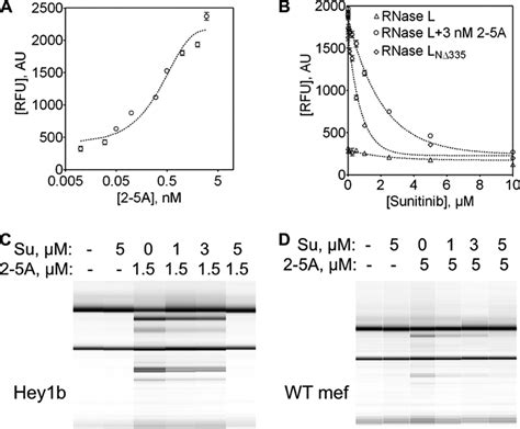 Sunitinib Inhibits RNase L A RNase L Activation By PppA2p5A2p5A