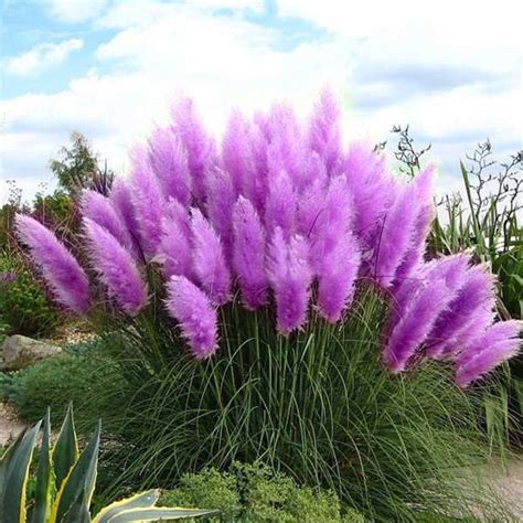 Pcs Pampas Grass Seed Potted Purple Pampas Grass Garden Ornamental