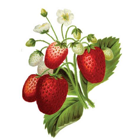 Strawberry Plant Public Domain Vectors