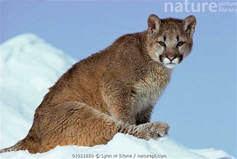 Stock Photo Of Puma Mountain Lion Cougar Cub In Snow Felis Concolor