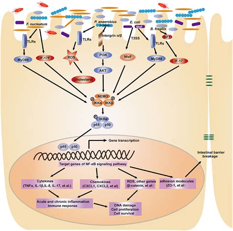 Frontiers The Nf κb Signaling Pathway The Microbiota And