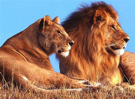 Lions Pride In Africa Lion Pictures Female Lion Wild Animal Wallpaper