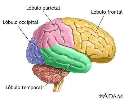 La Cara Desconocida Del Cerebro C Mo Recuerda El Cerebro Los Momentos