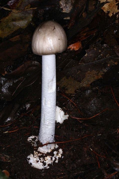 List of deadly fungus species - Alchetron, the free social encyclopedia