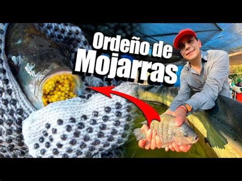 Huevos De Mojarra Te Ense Amos C Mo Se Orde An Las Tilapias