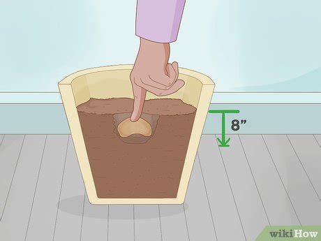 How to Plant a Mango Seed (with Pictures) - wikiHow