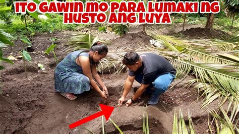 Paano Magtanim At Mapalaki Ang Laman Ng Luya YouTube