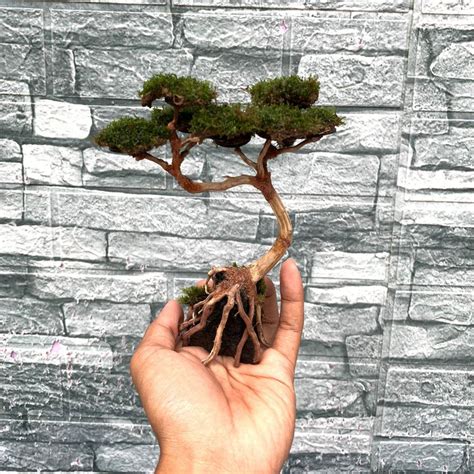 Bonsai Aquascape Atau Aquarium Mini Dari Akar Senggani Murah Lazada