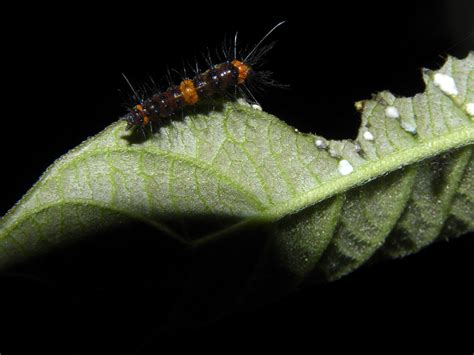 Larva Comiendo Mandevilla Hirsuta Rich K Schum Flickr