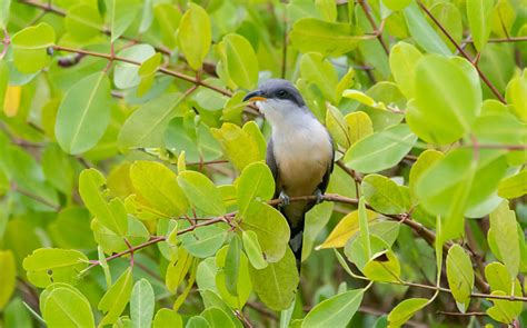 Foto Papa Lagarta Do Mangue Coccyzus Minor Por Nailson J Nior Wiki