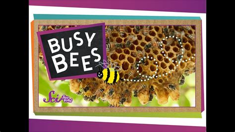 Busy Bees Bumblebees And Honeybees Amazing Animals Scishow Kids