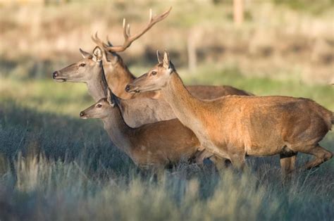 Manada De Ciervos Rojos En El Bosque De Calden La Pampa Argentina