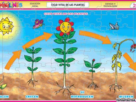 Ciclo De La Vida En Las Plantas