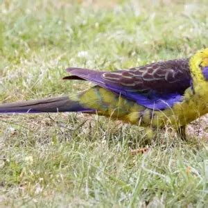 Green rosella - Facts, Diet, Habitat & Pictures on Animalia.bio