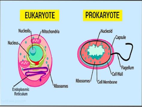 komórki eukariotyczne i prokariotyczne Differbetween