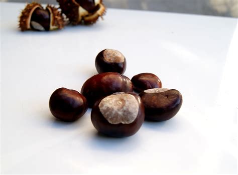 Horse Chestnuts Horse Chestnuts Chestnuts Nuts Horse - Etsy