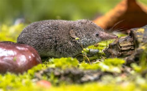 Eurasian Pygmy Shrew (sorex Minutus) Mouse In Natural Habitat. T - H. B. Sherman Traps - Live ...