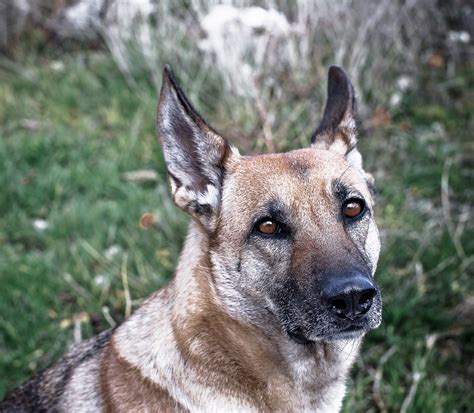 Anjing Hewan Maskot Foto Gratis Di Pixabay Pixabay