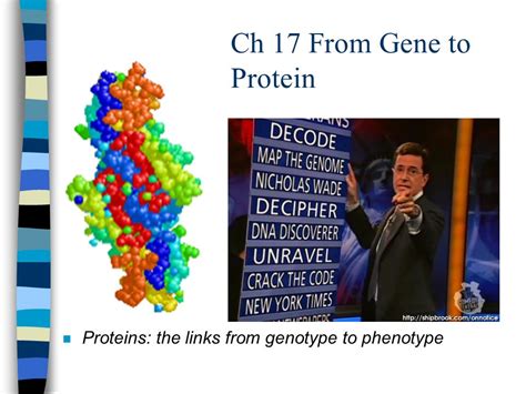 Ch 17 From Gene To Protein Proteins The Links From Genotype To Phenotype Ppt Download