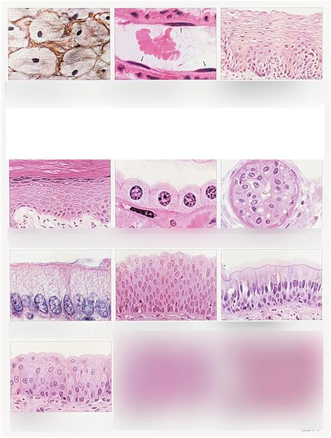 Identification Of Epithelial Tissue Diagram Quizlet