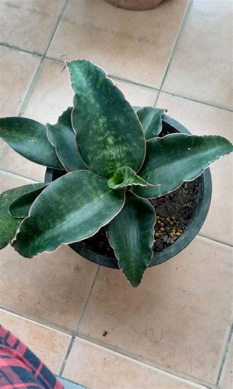 Sansevieria Macrophylla Furniture Home Living Gardening Plants