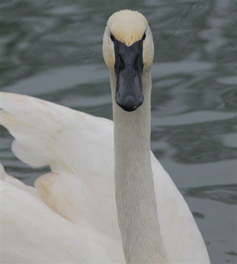 Trumpeter Swan | Trumpeter swan, Swan, Trumpeter