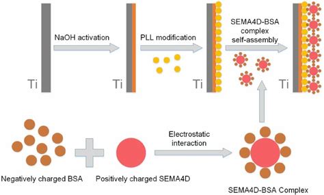 Schematic Illustration Of The Immobilization Process Of Sema4d On The