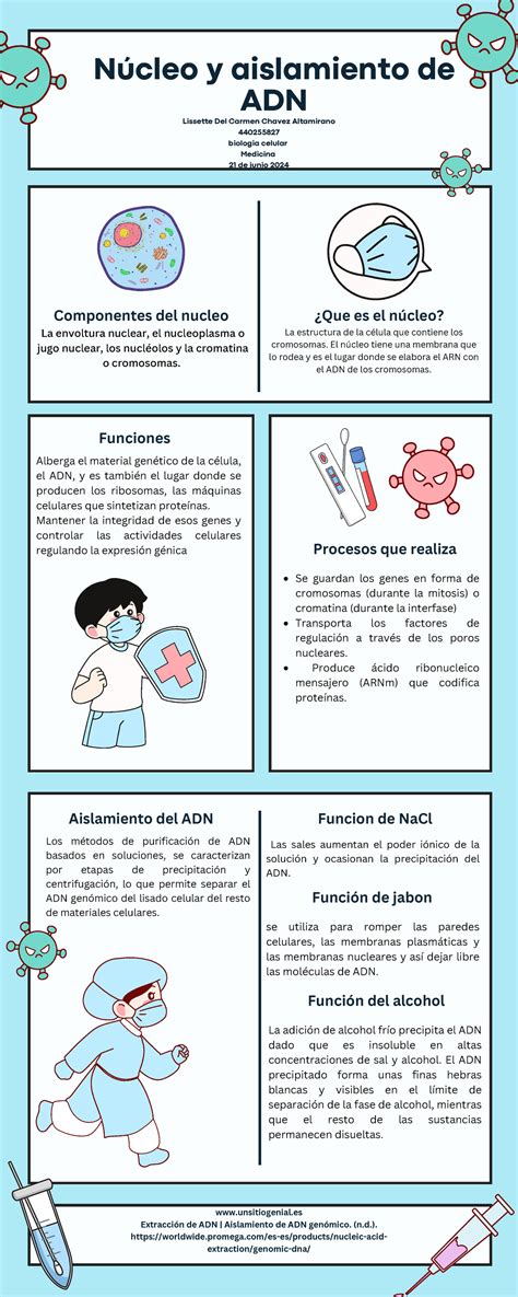 Infografia Nucleo Y Aislamiento Del Adn N Cleo Y Aislamiento De Adn