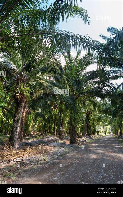 Palm Oil Tree Leaf