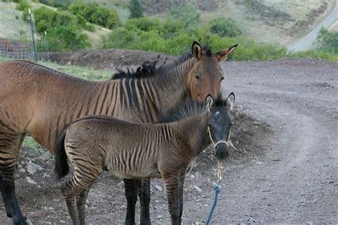 Zorses Zorse Beautiful Horses Horse Inspiration