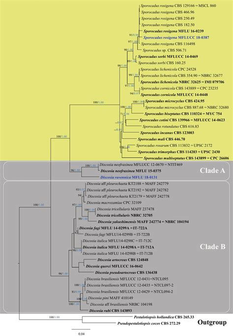 Phylogram Generated From Maximum Likelihood Raxml Based On Analysis