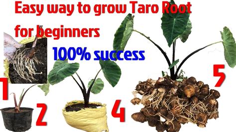 How To Grow Taro Root Plant How To Grow Taro Plant At Homeeasy Way To