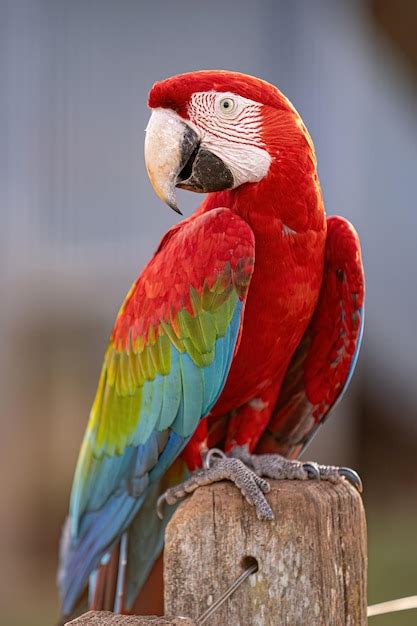 Premium Photo Adult Red And Green Macaw Of The Species Ara Chloropterus