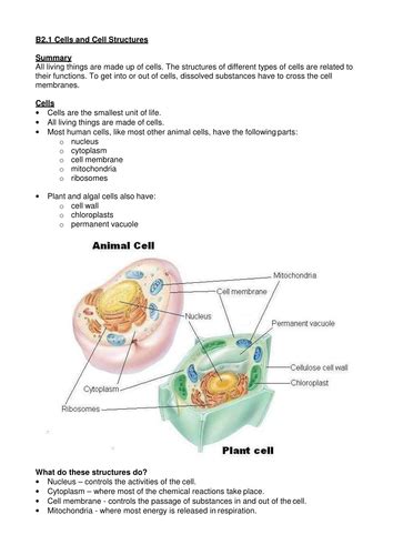 Igcse Biology Cells And Cell Structures Summary Sheet Teaching Resources