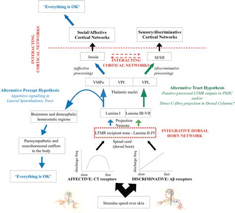 Schematic Depicting Affective And Discriminative Pathways In The