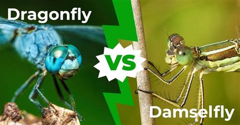 Dragonfly Vs Damselfly 6 Key Differences Explained A Z Animals