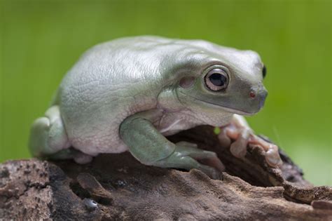 10 Most Popular Pet Amphibians Ranked Mr Amphibian