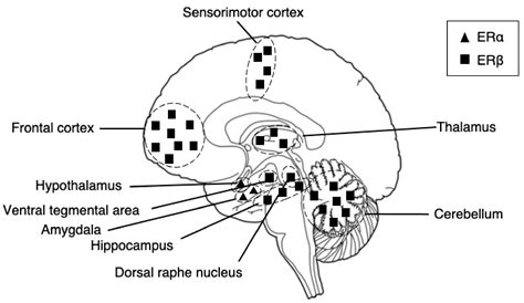 Ijms Free Full Text The Role Of Estrogen Receptors And Their