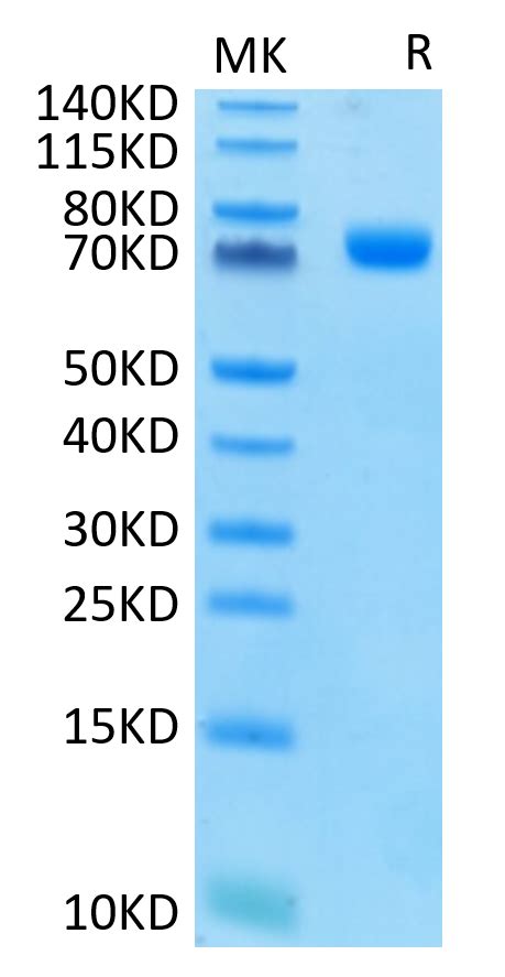 Human Siglec 3 CD33 Protein SIG HM203 KACTUS