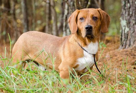 小猎犬被混合的品种猎犬 库存图片 图片 包括有 额嘴 人道 英镑 金黄 皮勒 采用 罗特韦尔 84021111