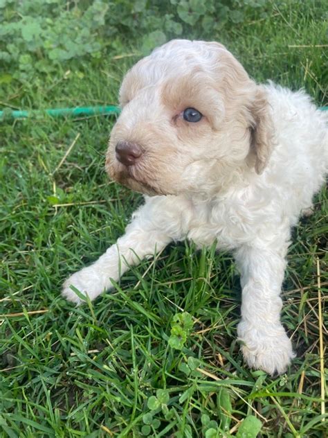 Tous nos chiots à vendre de race Lagotto Romagnolo en France