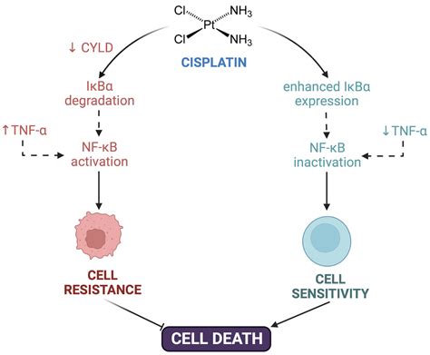 Cisplatin Resistance Genetic And Epigenetic Factors Involved