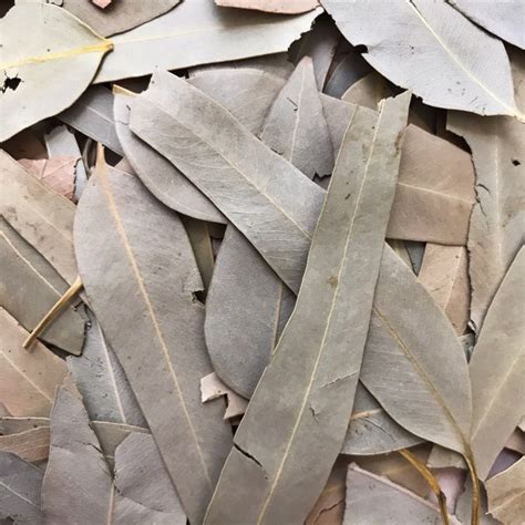 Dried Eucalyptus Leaves Ethically Sourced