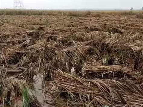 Telangana Govt Assures Compensation For Farmers Suffer Crop Damage Due