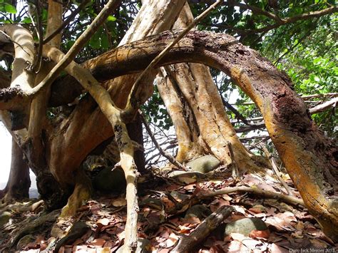 Banco De Imagens árvore Ao Ar Livre Ramo Plantar Madeira Folha