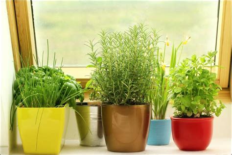 Growing Herbs In Pots Instructions And Tips