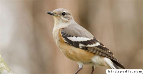 MOCKINGBIRD SYMBOLISM: Dream Meaning, Totem and more