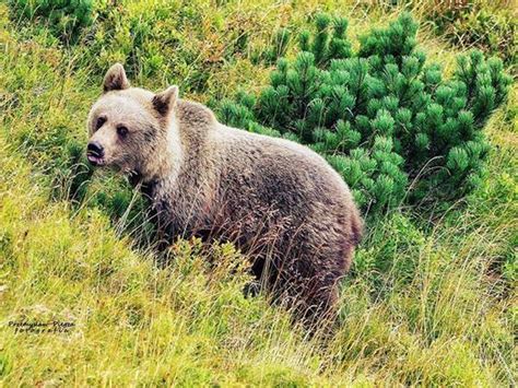 Egy medvével való közeli találkozást örökített meg egy turista a Kalata