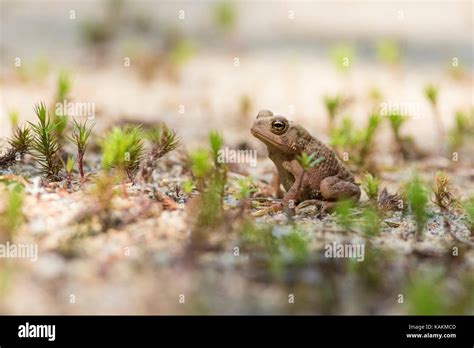 Baby American Toad Stock Photo Alamy