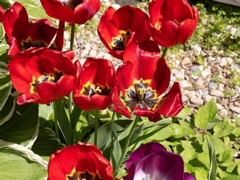 Tulipa gesneriana (Didier’s tulip)